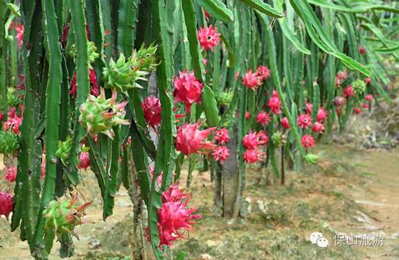 云香草咖啡馆_香草咖啡味道怎么样_香草咖啡的口感